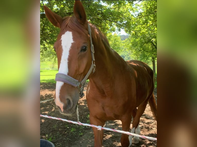 Bavarian Warmblood Gelding 14 years 17 hh Chestnut-Red in Tettnang