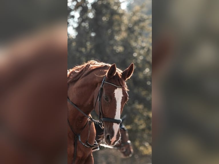 Bavarian Warmblood Gelding 14 years 17 hh Chestnut-Red in Tettnang