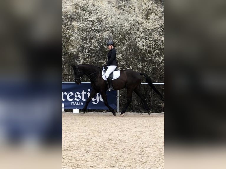 Bavarian Warmblood Gelding 14 years 17,1 hh Black in Dillingen an der Donau