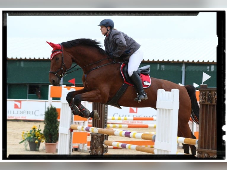 Bavarian Warmblood Gelding 14 years 17,2 hh Brown in Dingolfing