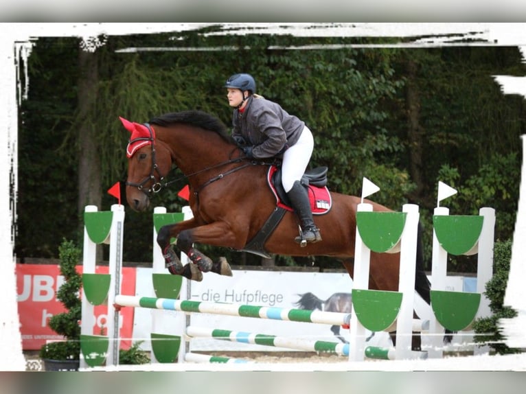 Bavarian Warmblood Gelding 14 years 17,2 hh Brown in Dingolfing
