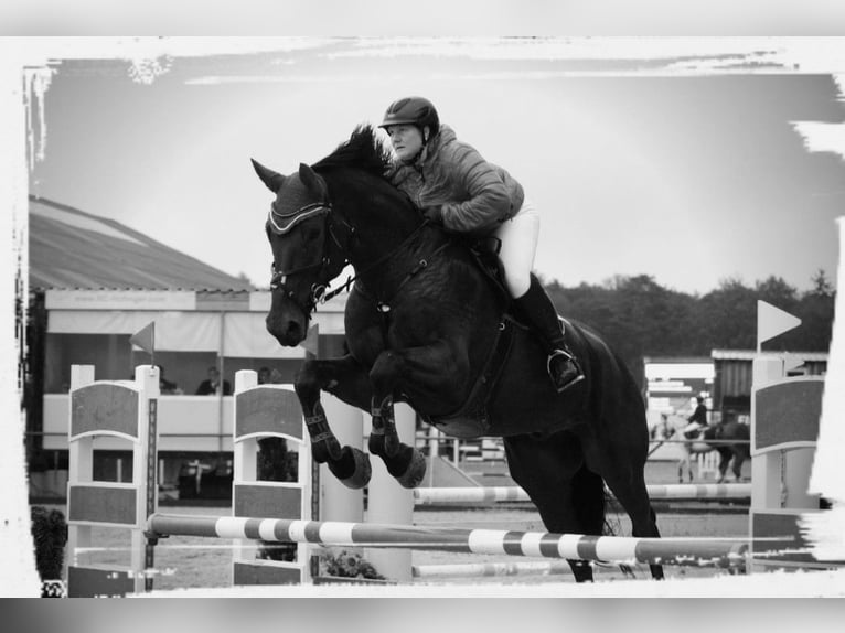Bavarian Warmblood Gelding 14 years 17,2 hh Brown in Dingolfing