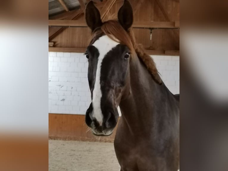 Bavarian Warmblood Gelding 14 years 17,3 hh Chestnut in Thyrnau