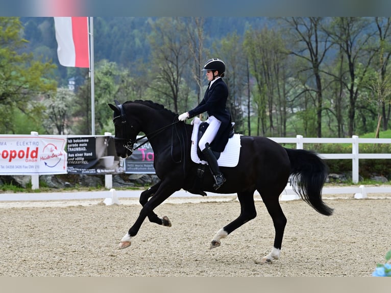 Bavarian Warmblood Gelding 14 years in Linz