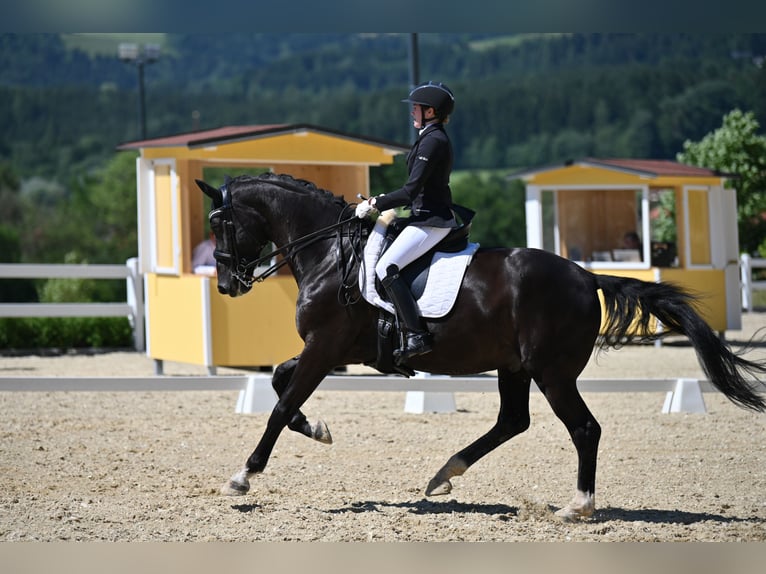 Bavarian Warmblood Gelding 14 years in Linz