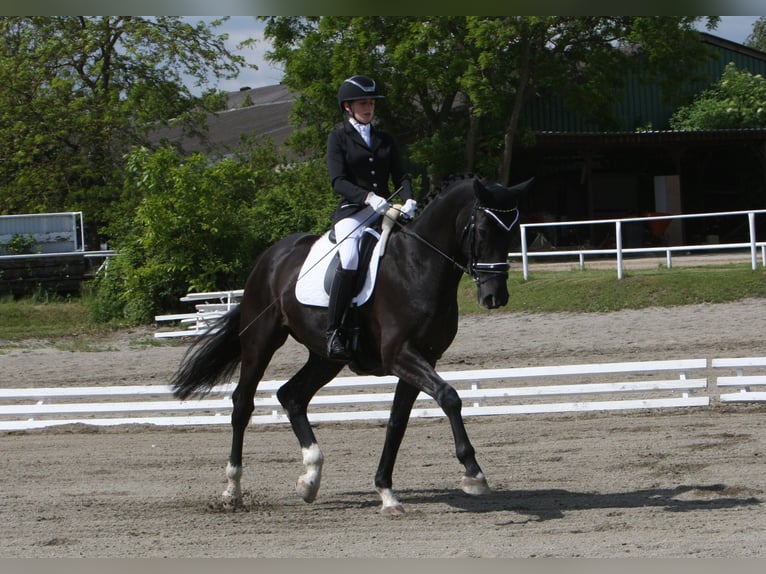 Bavarian Warmblood Gelding 14 years in Linz