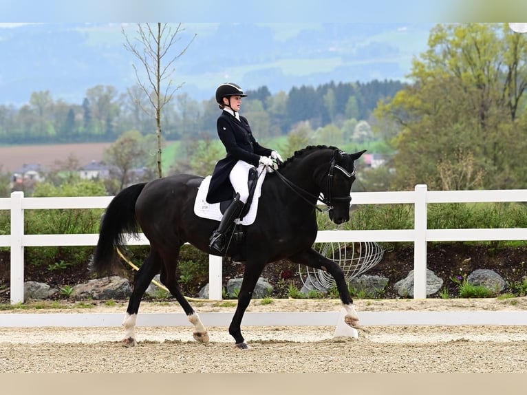 Bavarian Warmblood Gelding 14 years in Linz