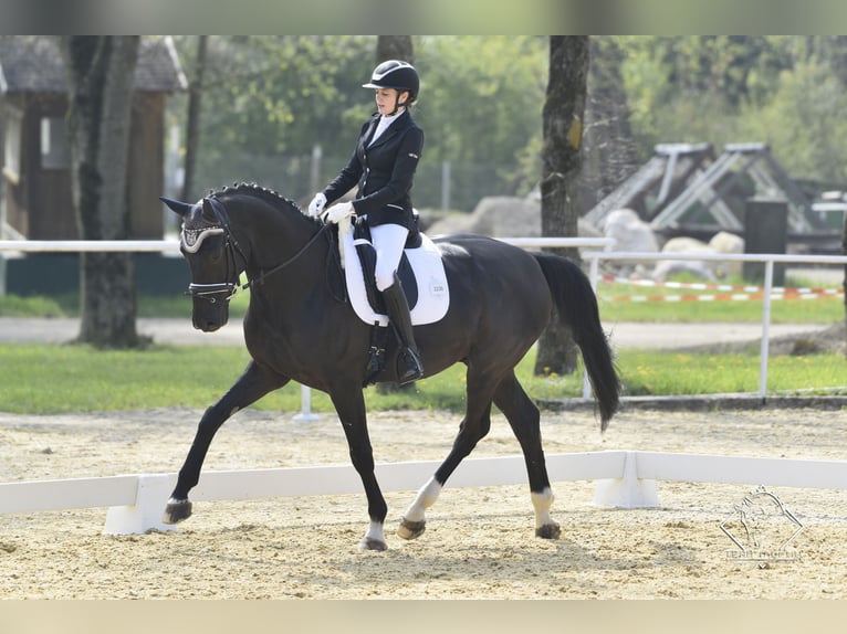 Bavarian Warmblood Gelding 14 years in Linz