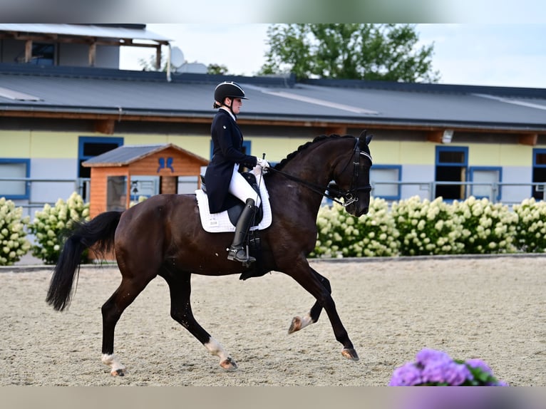 Bavarian Warmblood Gelding 14 years in Linz