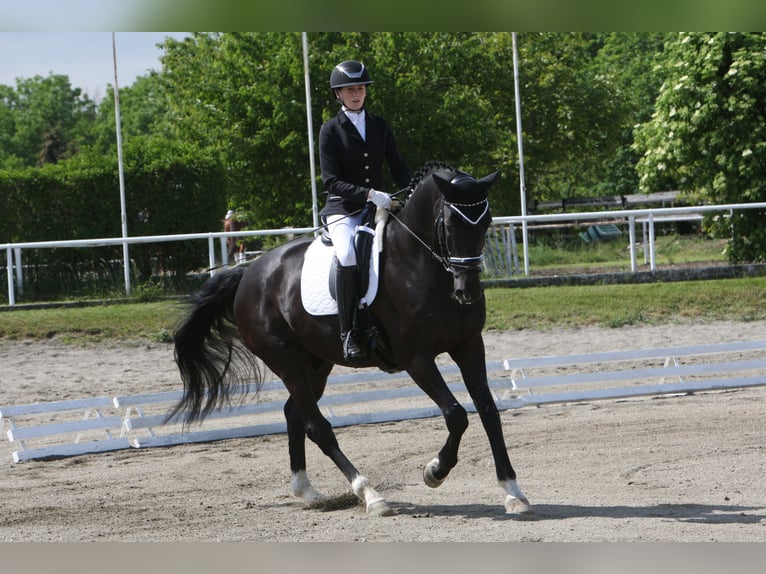 Bavarian Warmblood Gelding 14 years in Linz