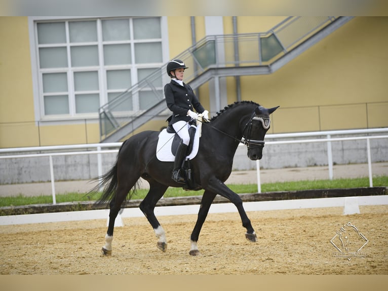 Bavarian Warmblood Gelding 14 years in Linz