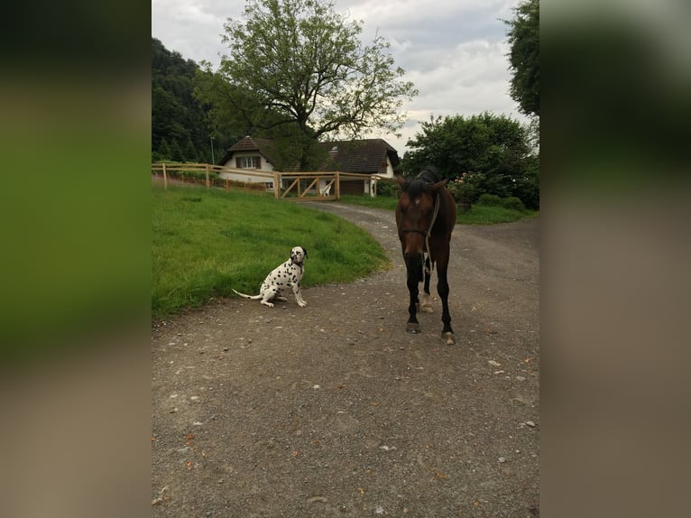 Bavarian Warmblood Gelding 15 years 15,2 hh Bay-Dark in Ebikon