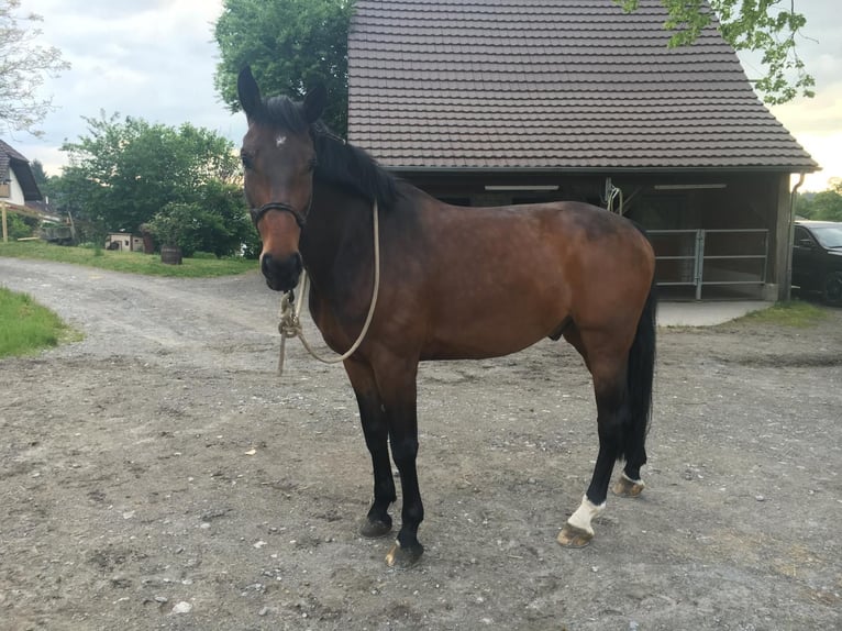 Bavarian Warmblood Gelding 15 years 15,2 hh Bay-Dark in Ebikon