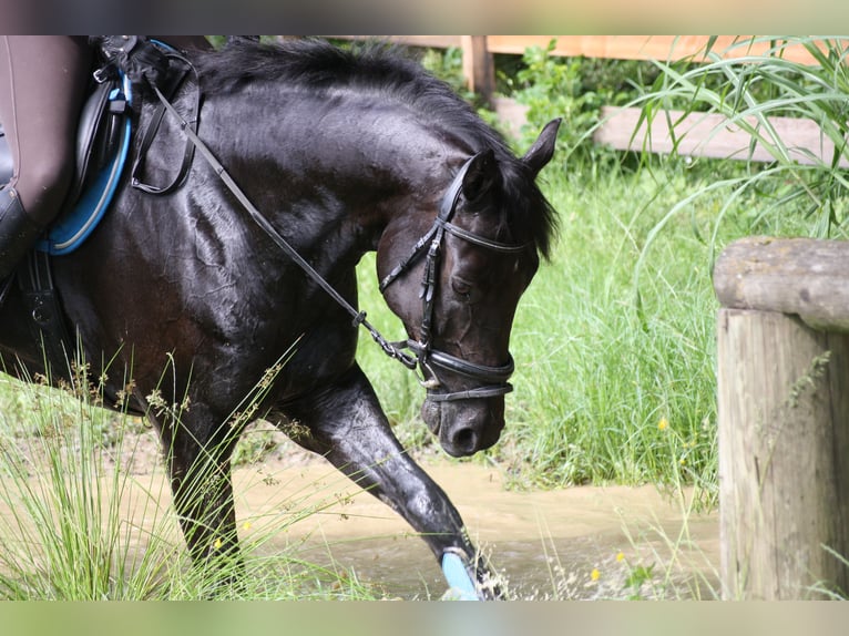 Bavarian Warmblood Gelding 15 years 16,1 hh Black in Thierhaupten