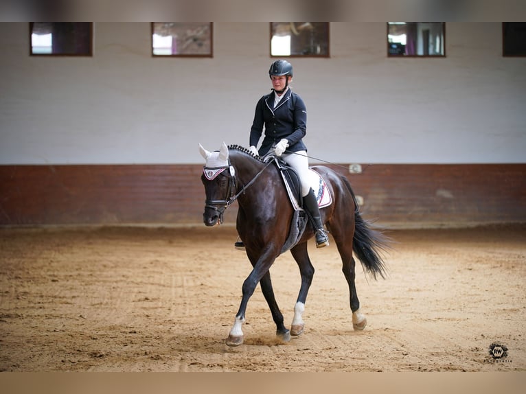 Bavarian Warmblood Gelding 15 years 16,1 hh Black in Thierhaupten