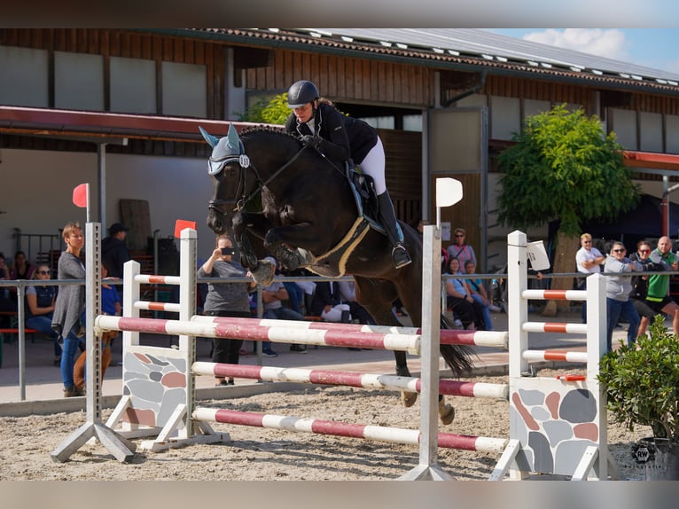 Bavarian Warmblood Gelding 15 years 16,1 hh Black in Thierhaupten