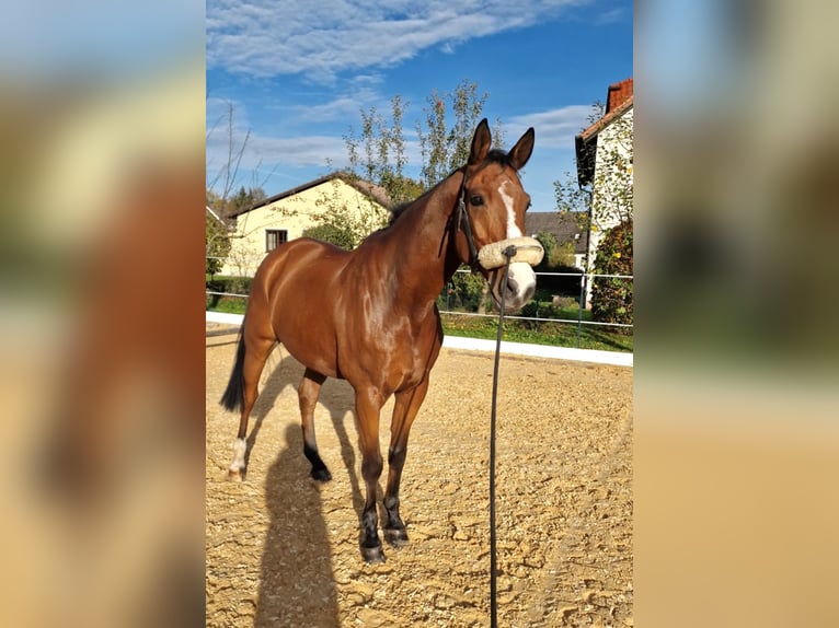 Bavarian Warmblood Gelding 15 years 16,1 hh Brown in Heroldsbach