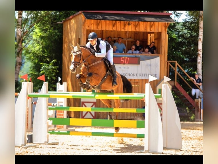 Bavarian Warmblood Gelding 15 years 16,1 hh Brown in Heroldsbach