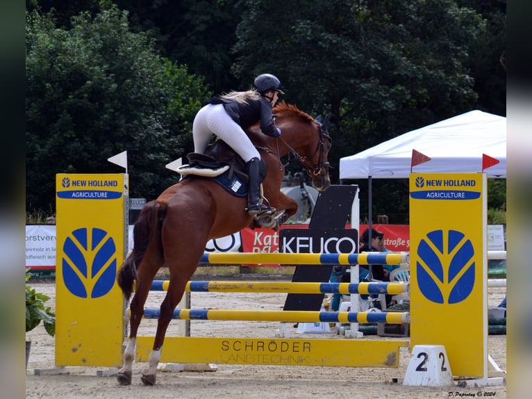 Bavarian Warmblood Gelding 15 years 16,1 hh Chestnut-Red in Meschede