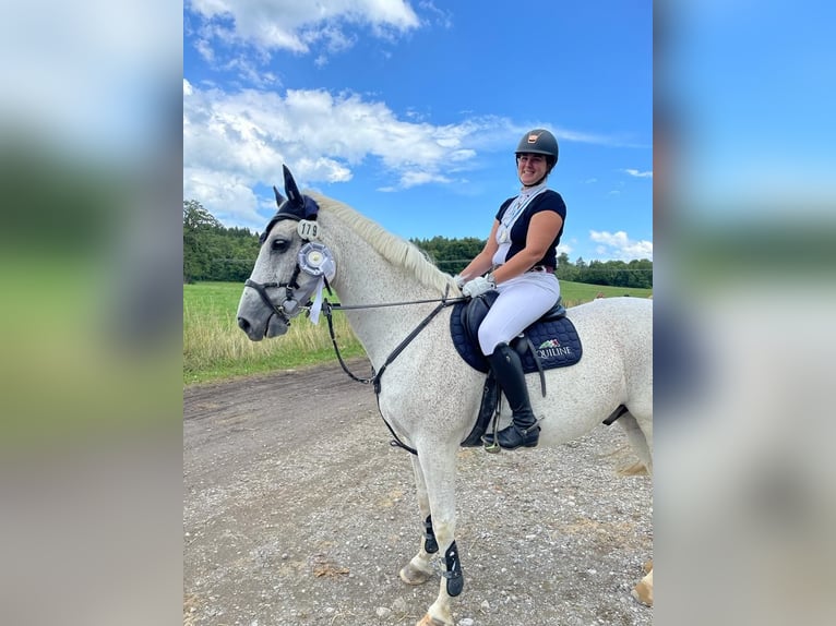 Bavarian Warmblood Gelding 15 years 16,1 hh Gray in Eberfing