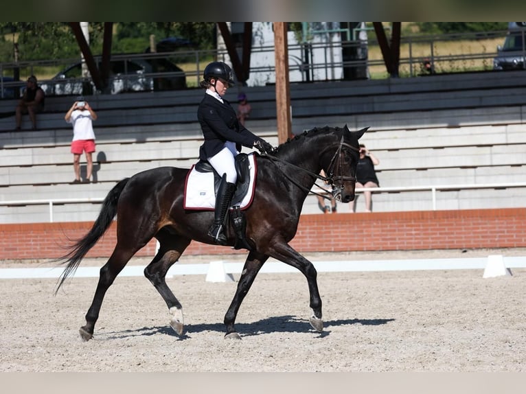Bavarian Warmblood Gelding 15 years 16.2 hh Bay-Dark in Praha