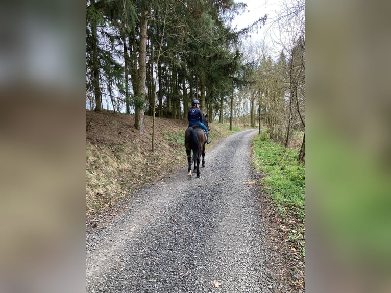 Bavarian Warmblood Gelding 15 years 16.2 hh Bay-Dark in Praha