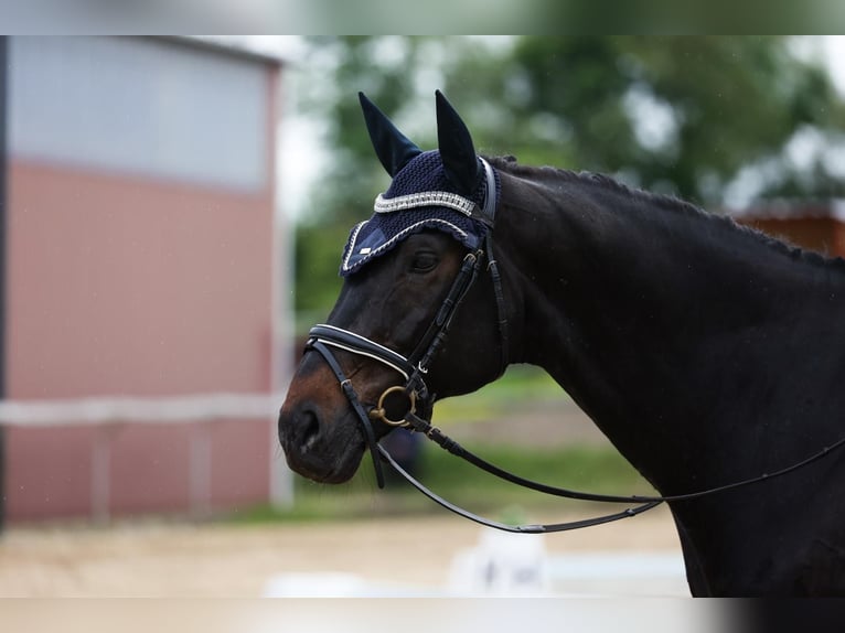 Bavarian Warmblood Gelding 15 years 16.2 hh Bay-Dark in Praha