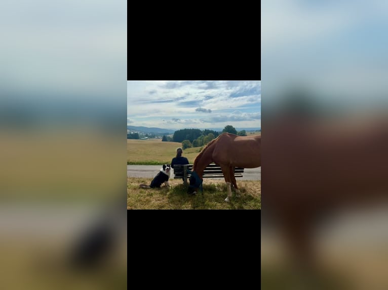 Bavarian Warmblood Gelding 15 years 16.2 hh Chestnut-Red in Rickenbach