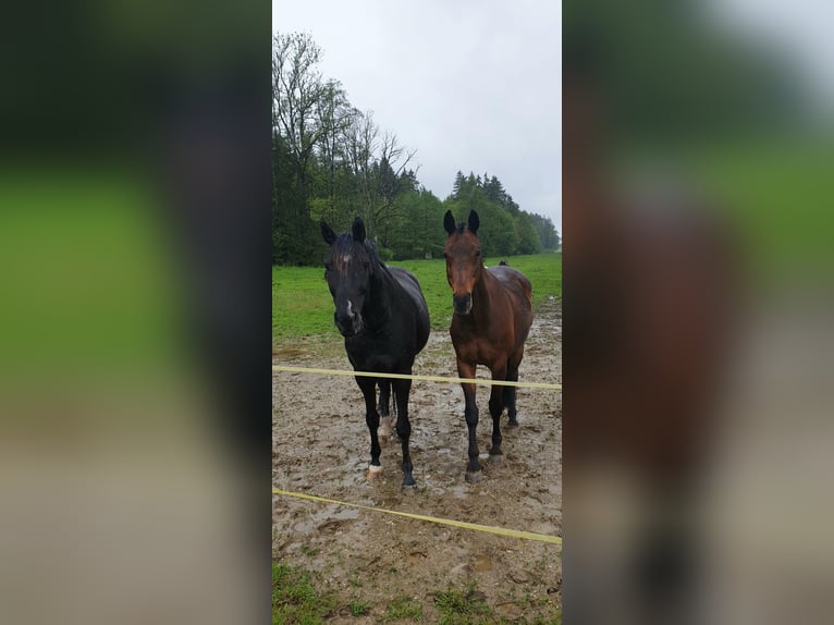 Bavarian Warmblood Gelding 15 years 16,3 hh Black in Taufkirchen