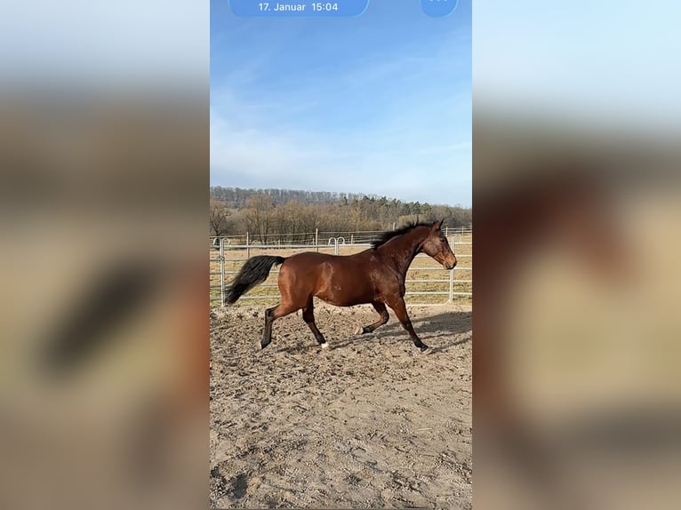 Bavarian Warmblood Gelding 15 years 16 hh Brown in Illingen