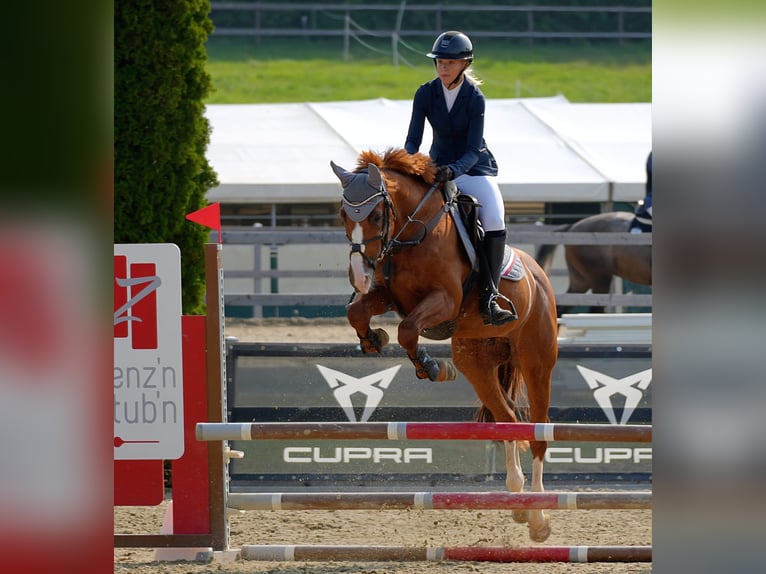 Bavarian Warmblood Gelding 15 years 16 hh Chestnut-Red in Frankenburg