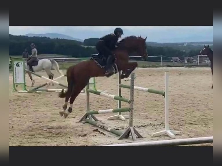 Bavarian Warmblood Gelding 15 years 16 hh Chestnut-Red in Frankenburg