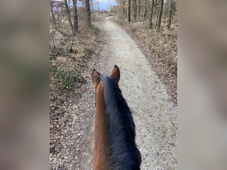 Bavarian Warmblood Gelding 15 years 17,1 hh Brown in Sonnefeld