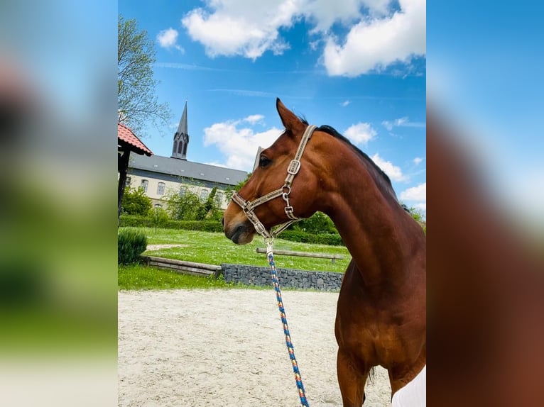 Bavarian Warmblood Gelding 15 years 17,1 hh Brown in Sonnefeld