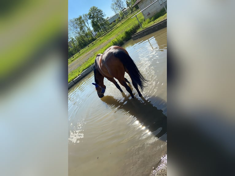 Bavarian Warmblood Gelding 15 years 17,1 hh Brown in Sonnefeld