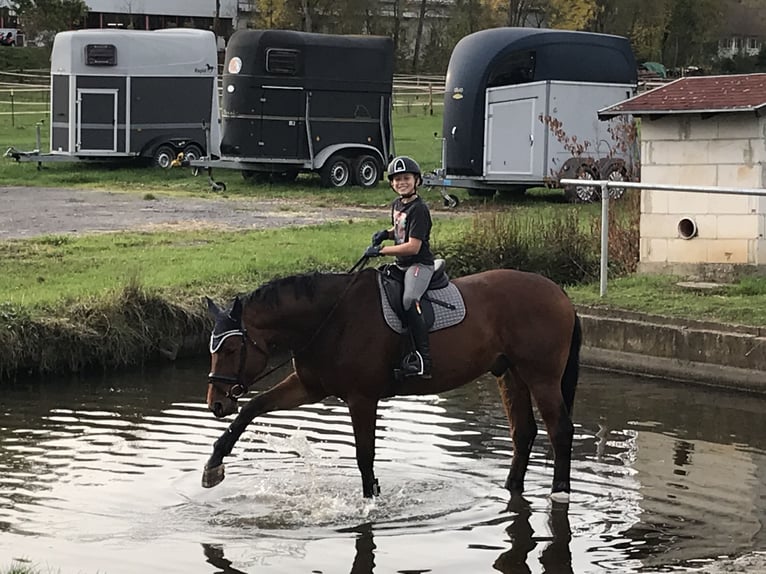 Bavarian Warmblood Gelding 15 years 17,1 hh Brown in Sonnefeld