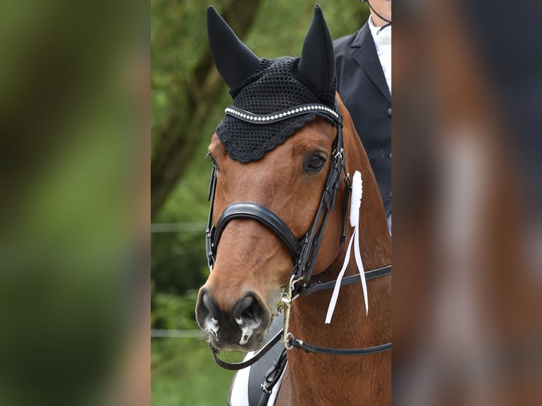 Bavarian Warmblood Gelding 15 years 17,1 hh Brown in Sonnefeld