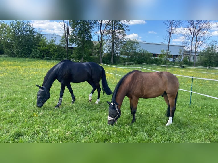 Bavarian Warmblood Gelding 15 years 17,1 hh Brown in Sonnefeld