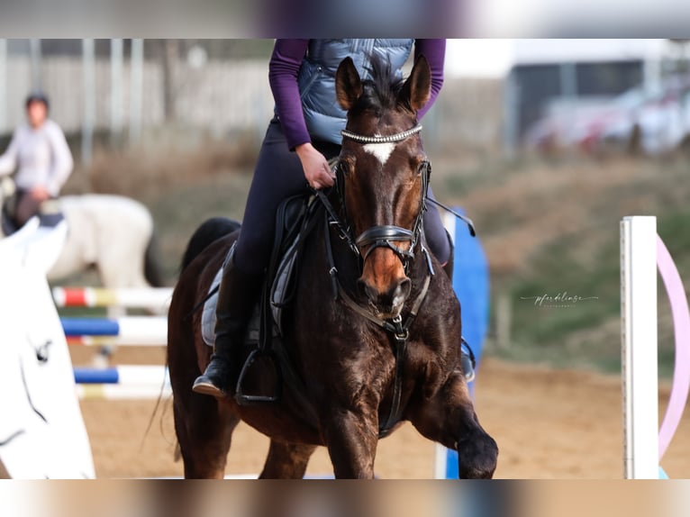 Bavarian Warmblood Gelding 15 years 17 hh Brown in Geiselhöring