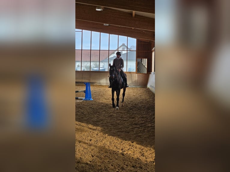 Bavarian Warmblood Gelding 15 years 17 hh Brown in Geiselhöring