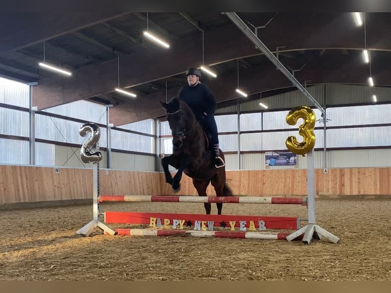 Bavarian Warmblood Gelding 15 years 17 hh Brown in Dinkelsbühl