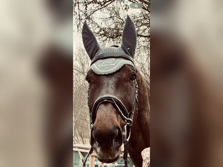 Bavarian Warmblood Gelding 15 years 17 hh Brown in Dinkelsbühl