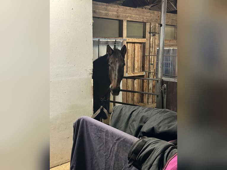 Bavarian Warmblood Gelding 15 years 17 hh Brown in Dinkelsbühl