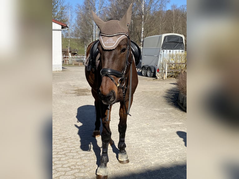 Bavarian Warmblood Gelding 15 years 17 hh Brown in Dinkelsbühl