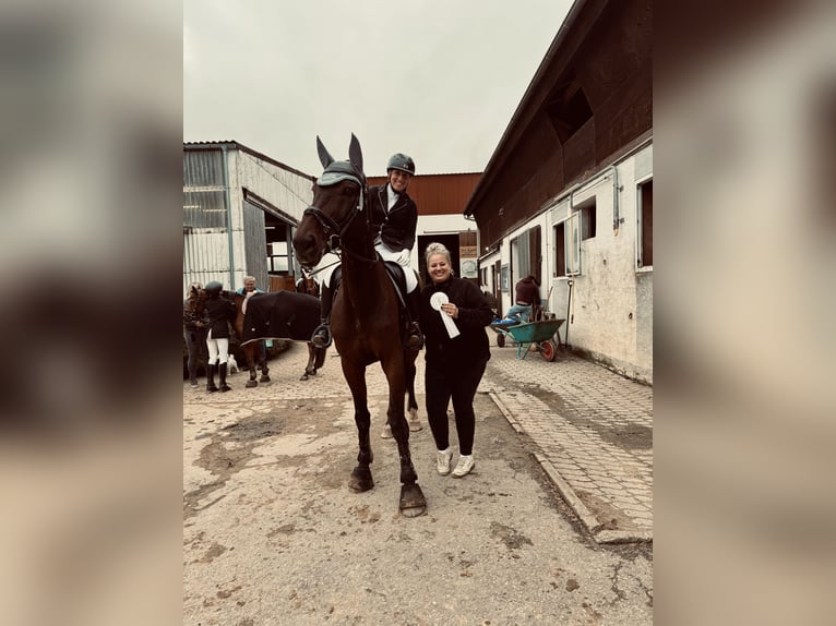 Bavarian Warmblood Gelding 15 years 17 hh Brown in Dinkelsbühl