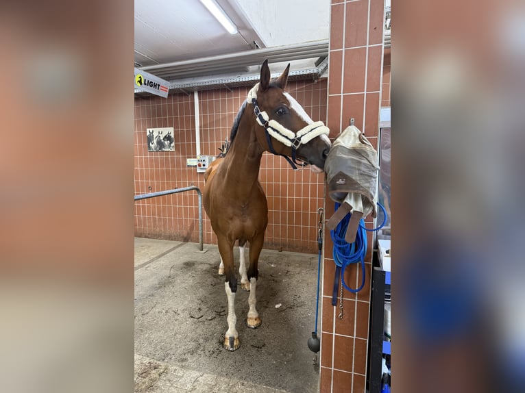 Bavarian Warmblood Gelding 15 years 17 hh Brown in Wackersberg