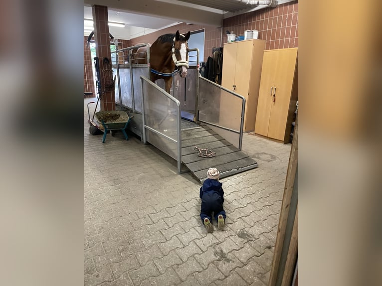 Bavarian Warmblood Gelding 15 years 17 hh Brown in Wackersberg