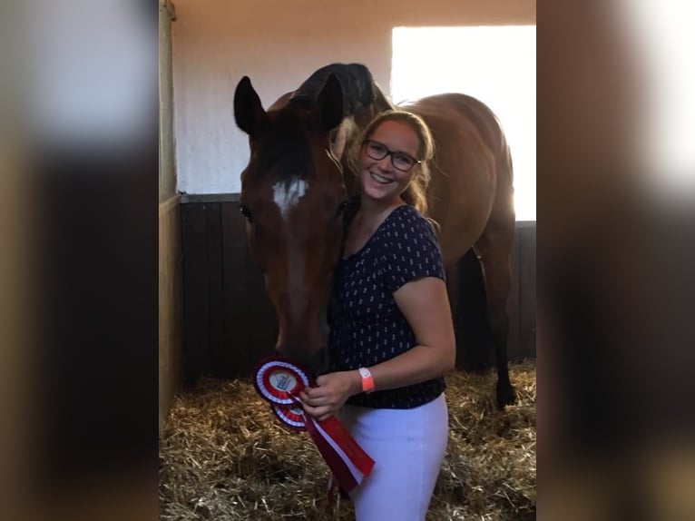 Bavarian Warmblood Gelding 15 years 17 hh Brown in Alt&#xF6;tting