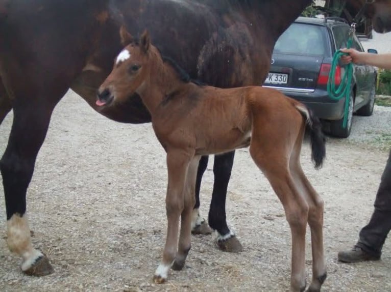 Bavarian Warmblood Gelding 15 years 17 hh Brown in Alt&#xF6;tting