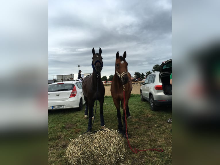 Bavarian Warmblood Gelding 15 years 17 hh Brown in Alt&#xF6;tting